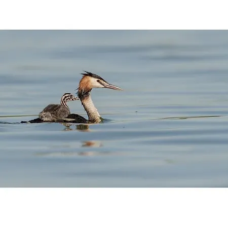 Bed&braja Affittacamere Vische